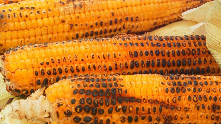 Grilled Cob With Grilled Tomato Oil