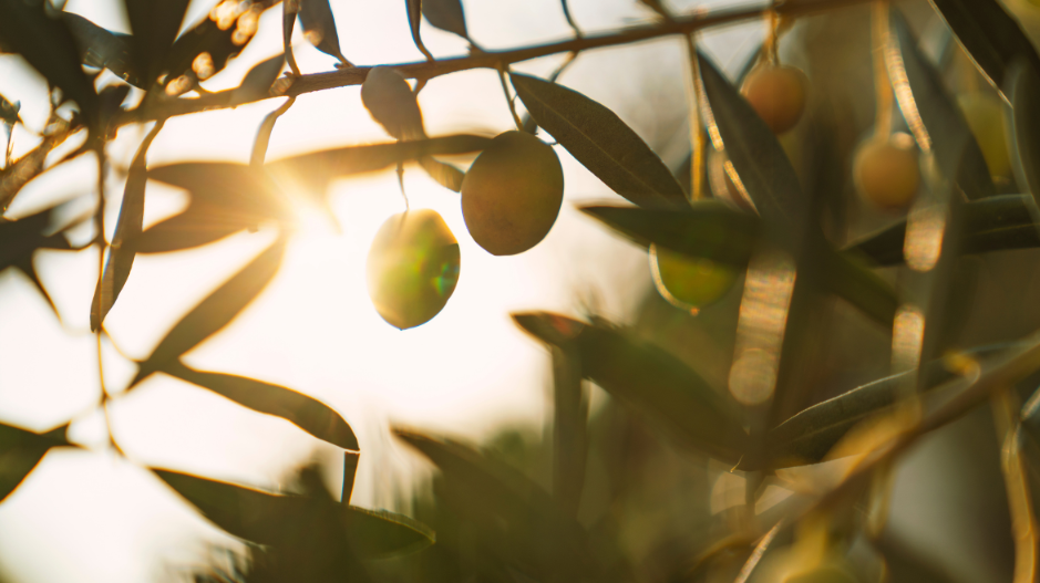What Are the Health Benefits of Oleocanthal?