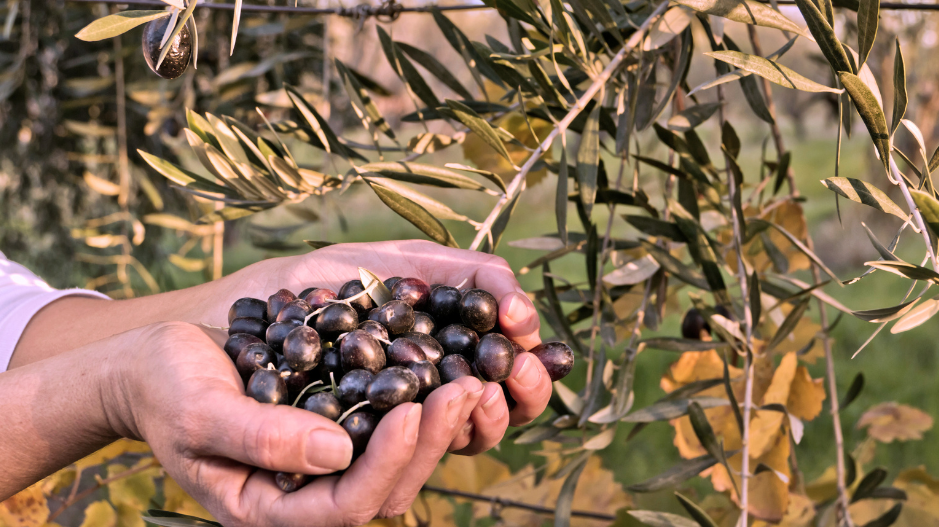Unlocking the Secrets of Cold-Pressed Olive Oil