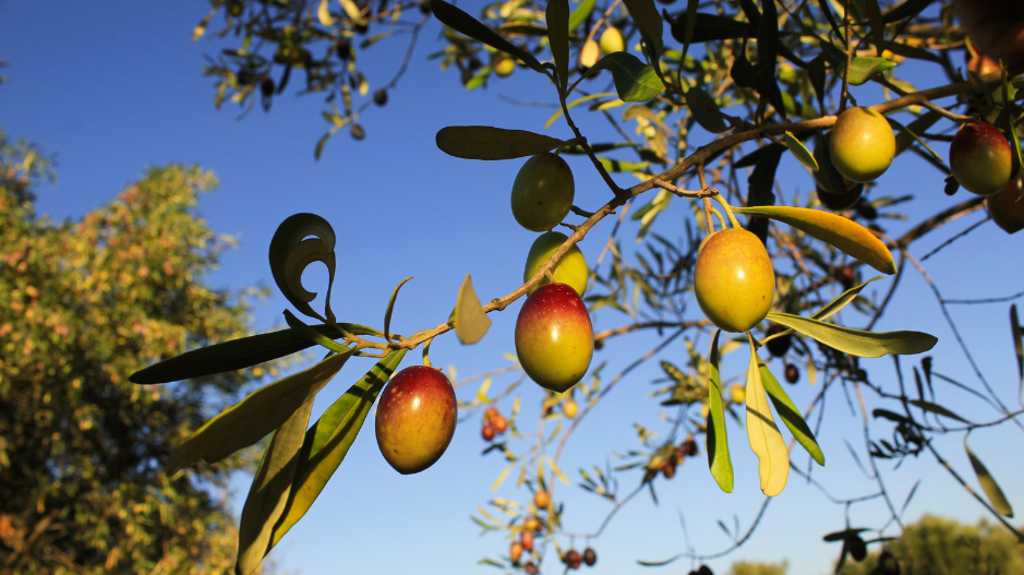 How Variety and Olive Oil Region Dance on Your Palate