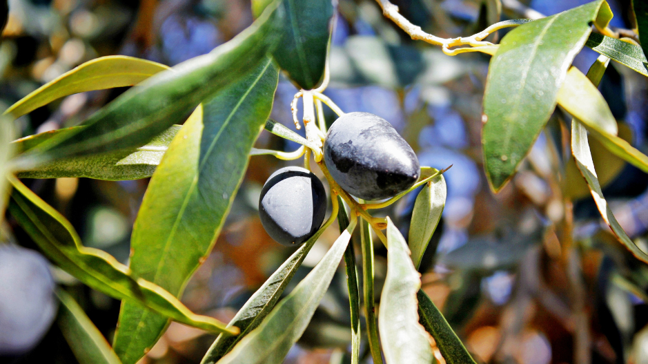 Exploring the World of Olive Oils: Single-Varietal vs. Blended?