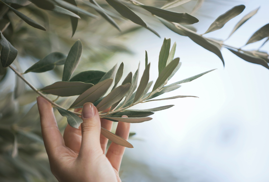 Sowing the Seeds of Sustainability