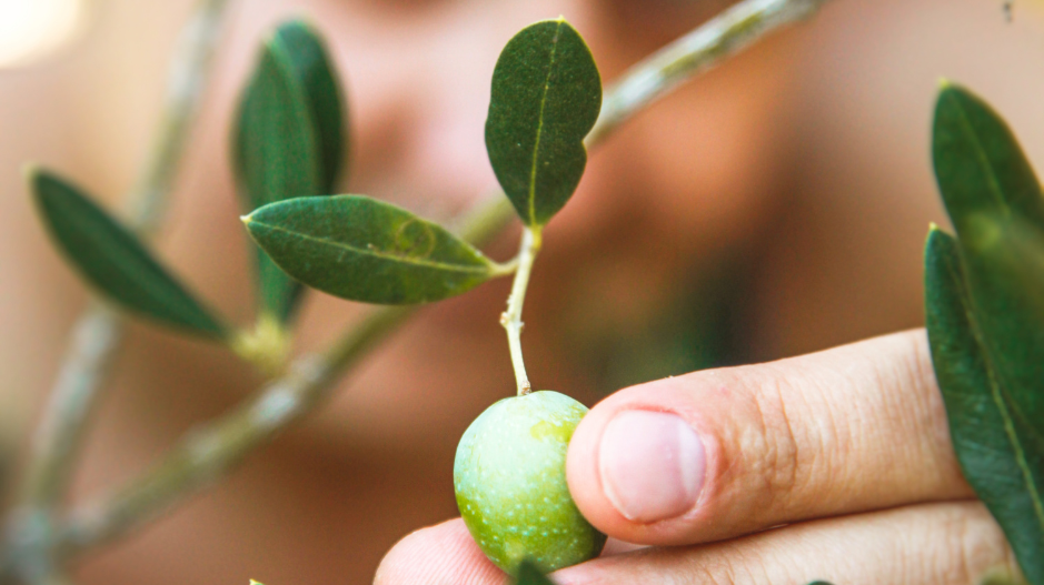 How Picking Olives Makes a Difference - Harvest Time