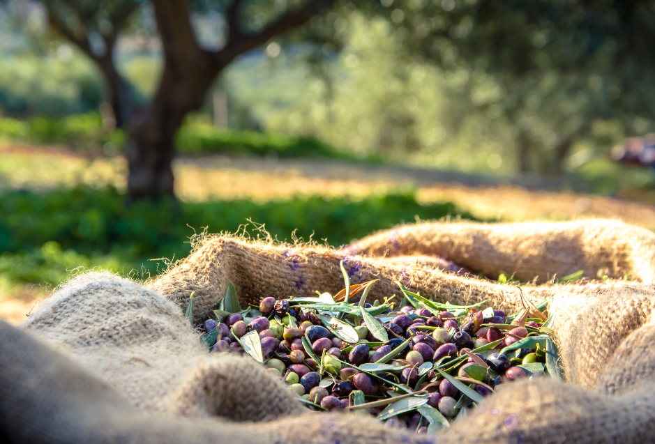 The Art of Olive Oil Making: Discover the Step-by-Step Process