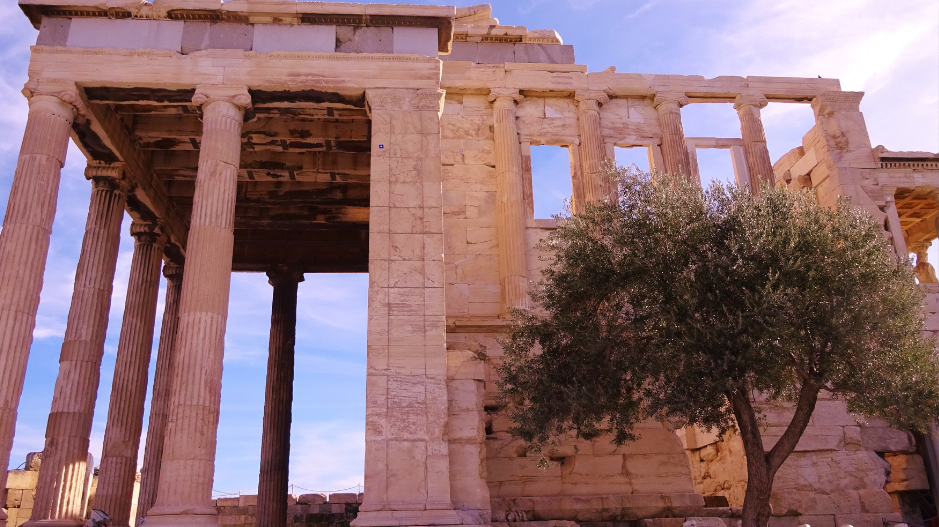 From Ancient Roots to Our Californian Soil - Making of Olive Oils