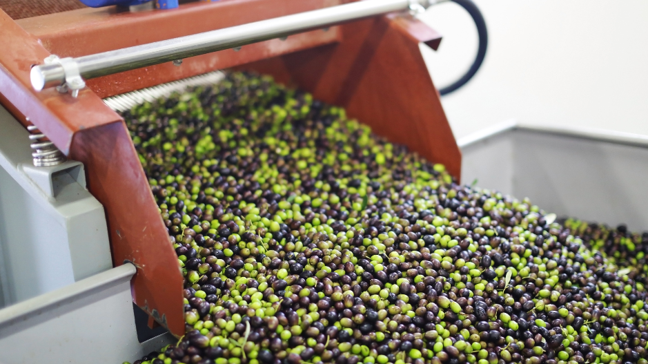 Harvesting Happiness: The Art of Picking Olives at the Perfect Time