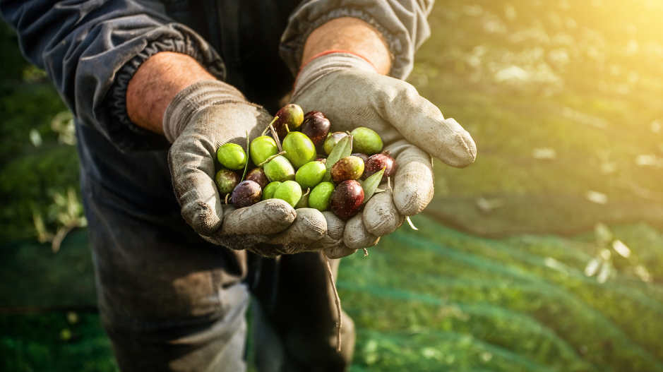 The Rich Heritage of Coratina Olives