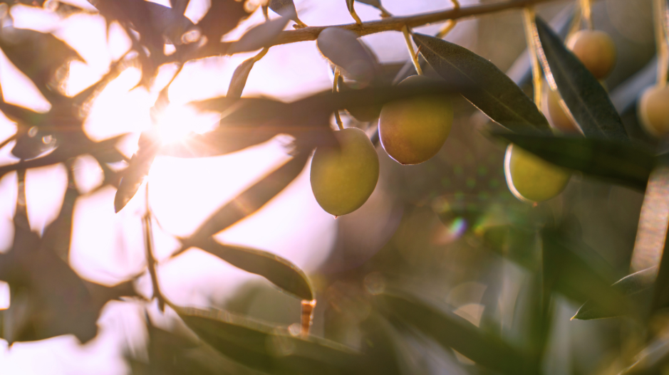 Exploring the Richness of Barouni Olives