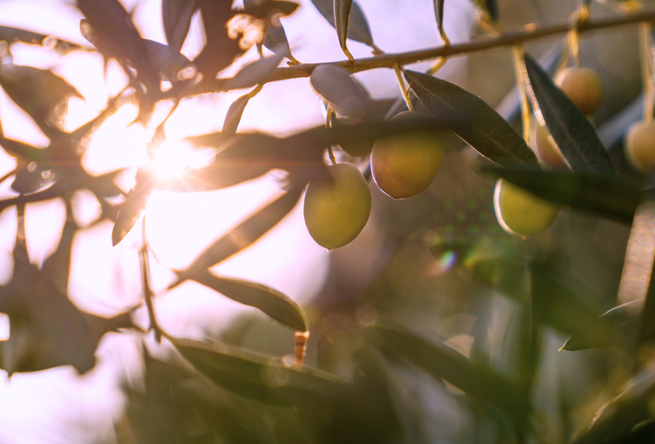 Exploring the Richness of Barouni Olives