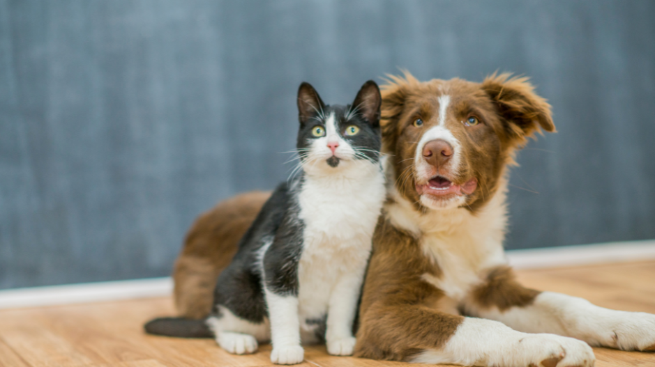 Pawsitively Beneficial: The Role of Extra Virgin Olive Oil in Your Dog's Well-Being
