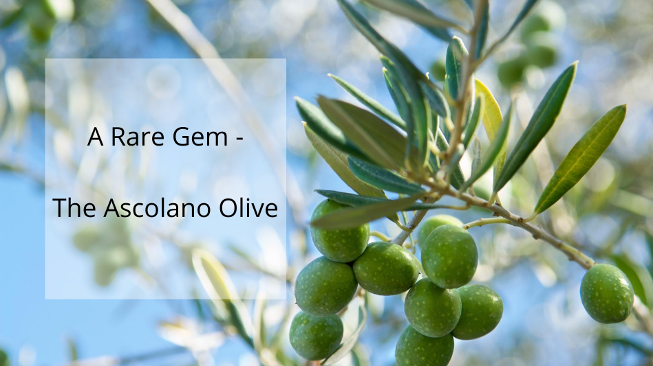 The Making of a World-Class EVOO with the Rare Ascolano Olives