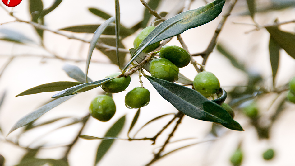 Olio Nuovo