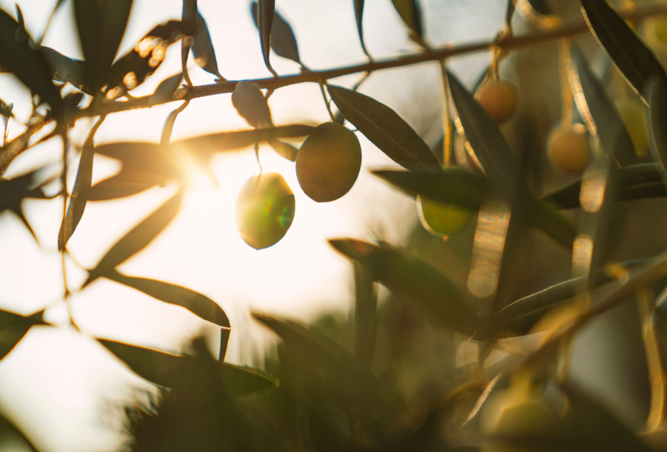 What Are the Health Benefits of Oleocanthal?