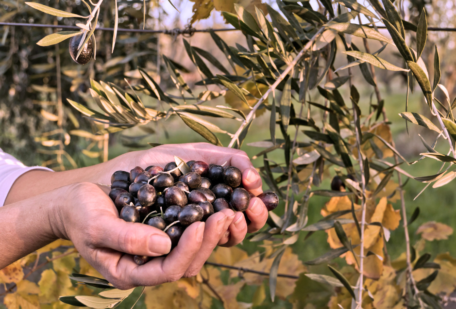Unlocking the Secrets of Cold-Pressed Olive Oil