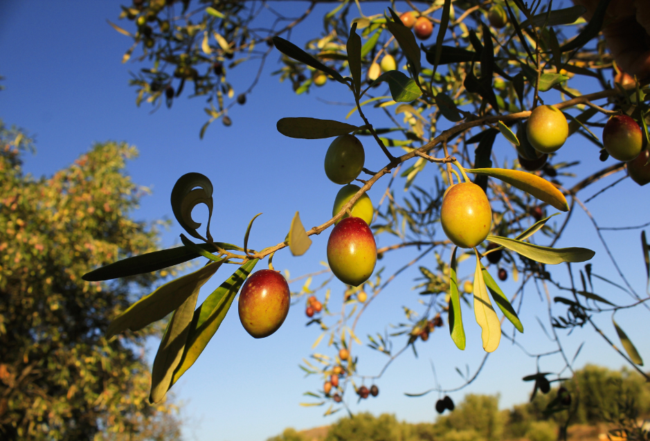 How Variety and Olive Oil Region Dance on Your Palate