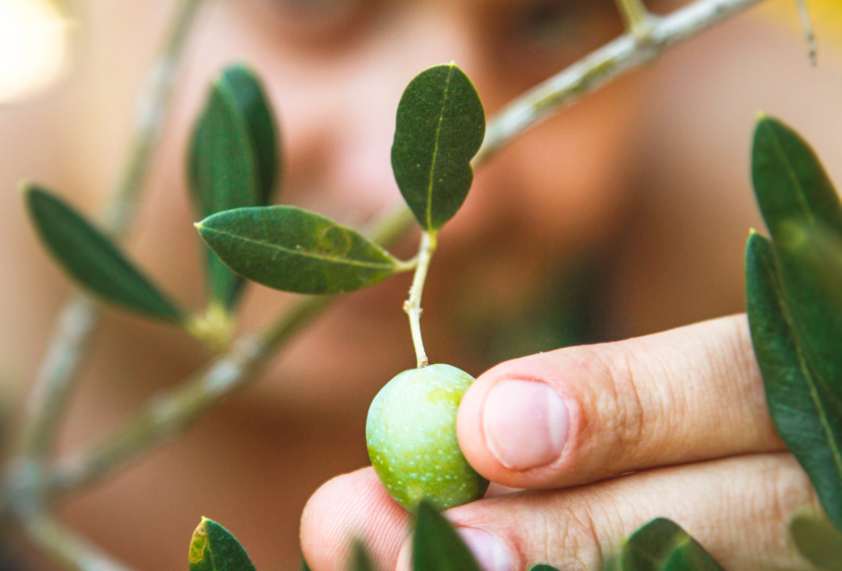 How Picking Olives Makes a Difference - Harvest Time