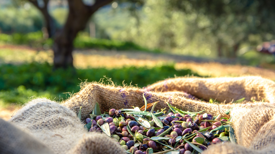 The Art of Olive Oil Making: Discover the Step-by-Step Process