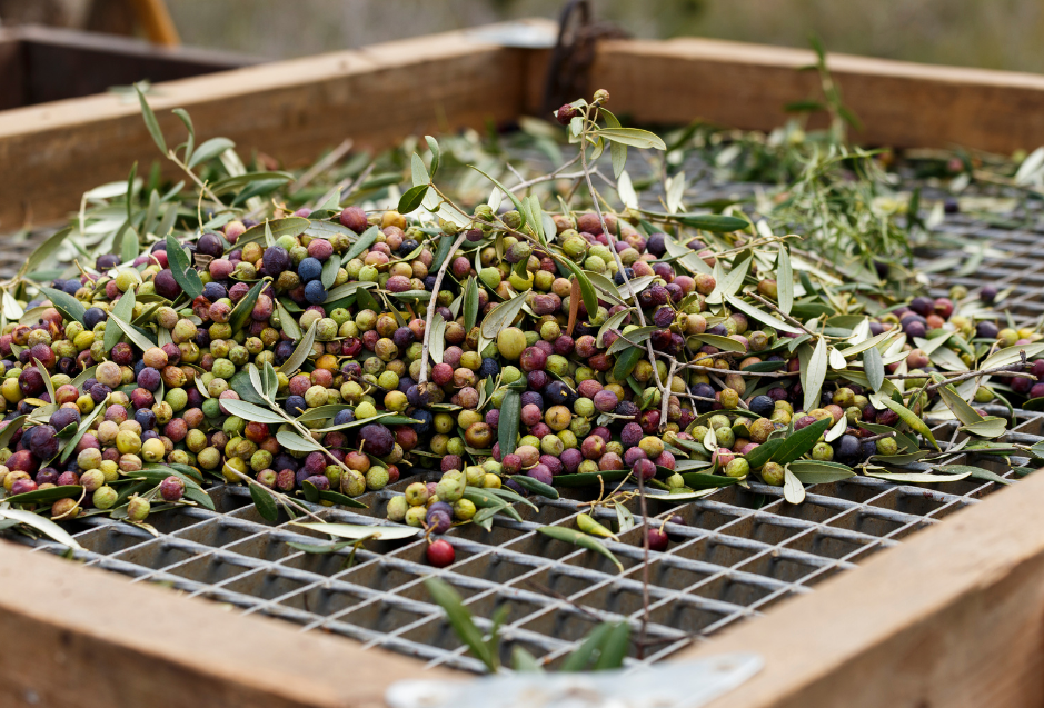 From Orchard to Table: The Journey of Making Olive Oil