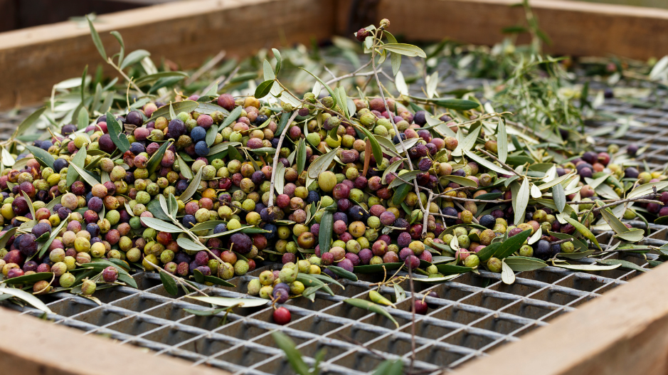 From Orchard to Table: The Journey of Making Olive Oil