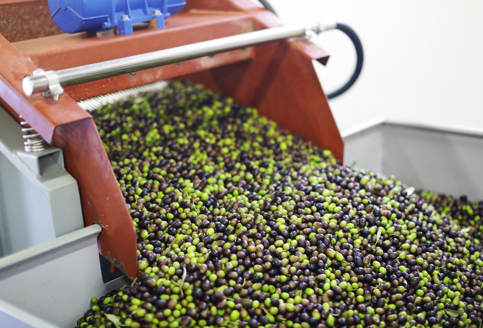 Harvesting Happiness: The Art of Picking Olives at the Perfect Time