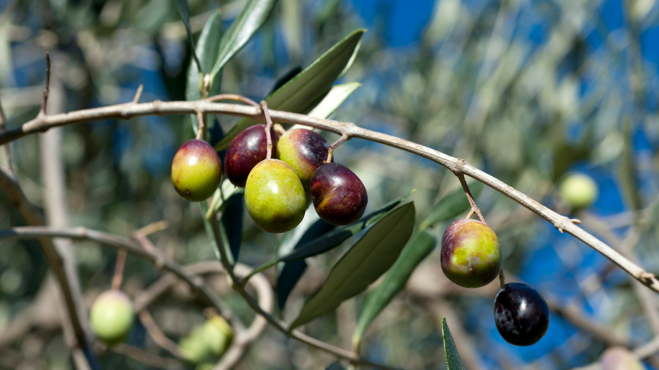 Exploring the Rich Flavors of Taggiasca Olives in Your Olive Oil