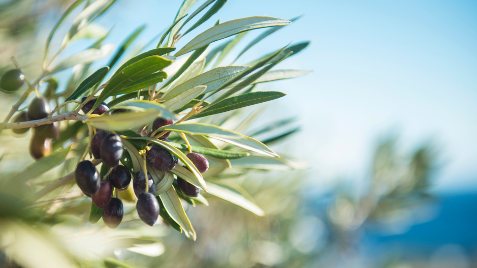 Unlocking the Tastes: The Difference Between EVOO and Fused Olive Oils