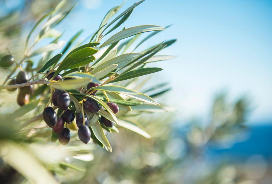 Unlocking the Tastes: The Difference Between EVOO and Fused Olive Oils