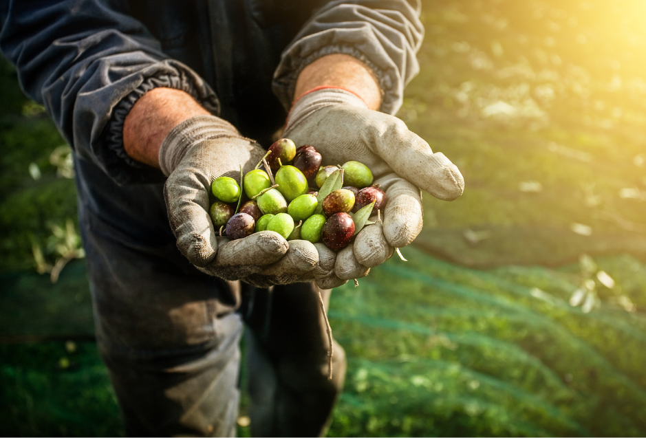 The Rich Heritage of Coratina Olives