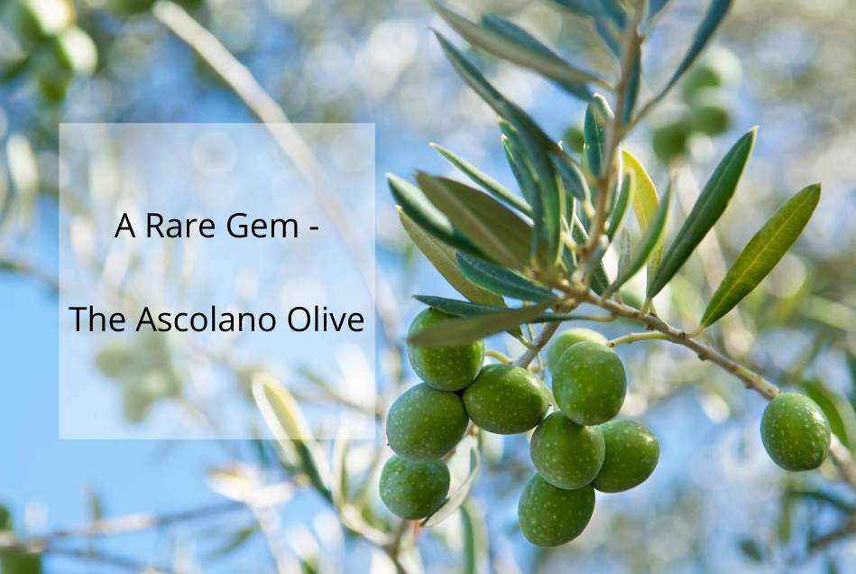 The Making of a World-Class EVOO with the Rare Ascolano Olives