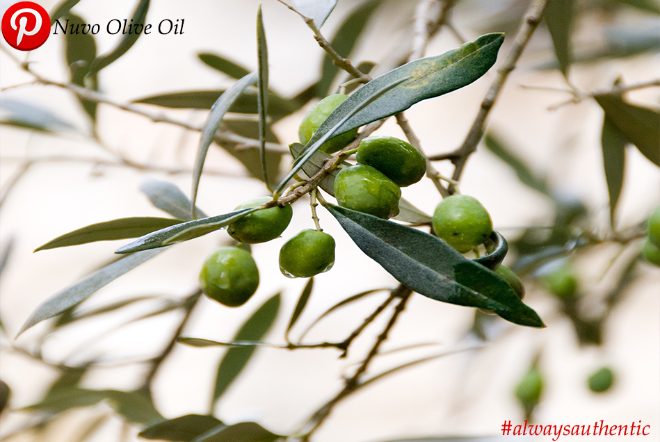 Olio Nuovo